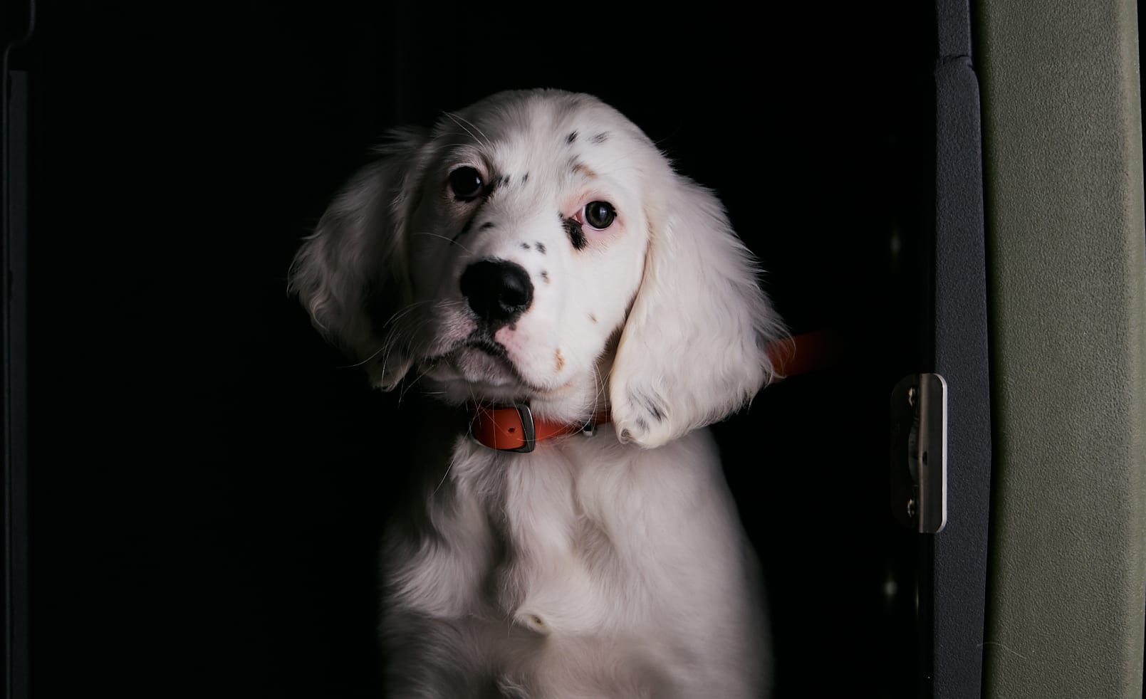 A puppy sits in a kennel.