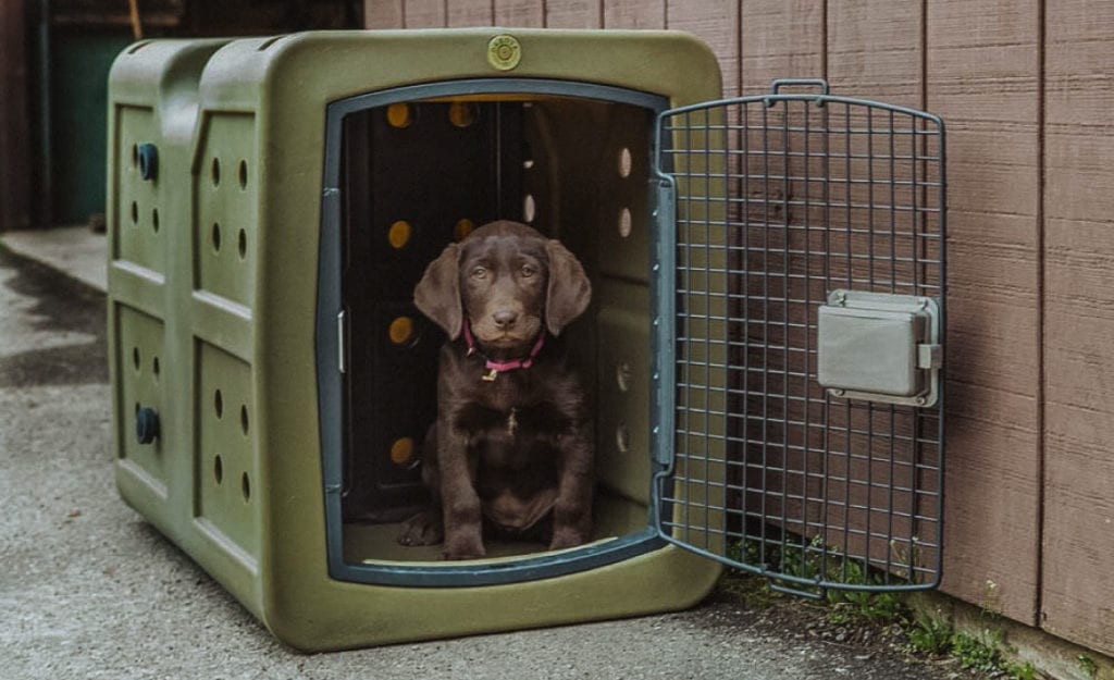 A puppy sits in a crate happy with its safe space.