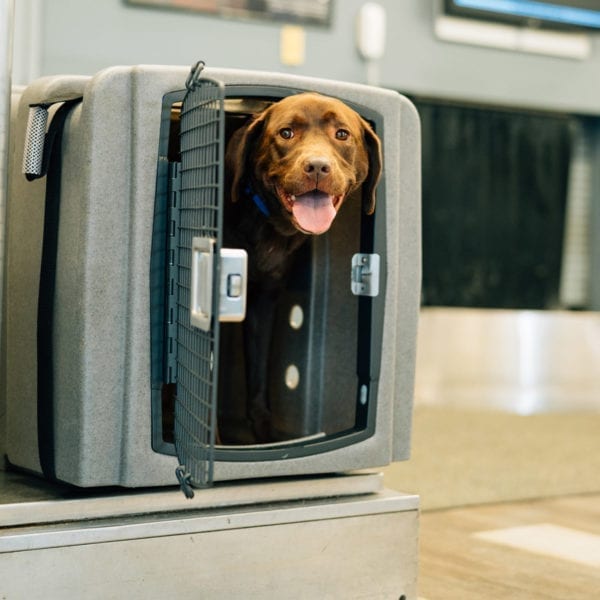 Jet Stream Air Travel Crate