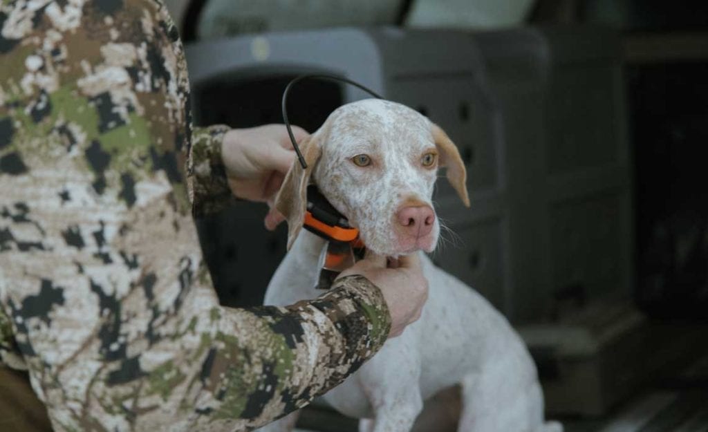 Dakota 283 Hunting Dog