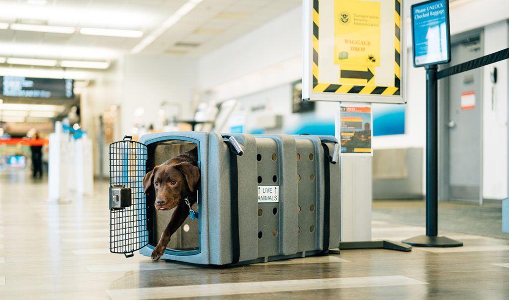 a dog steps out of his kennebec jet stream.