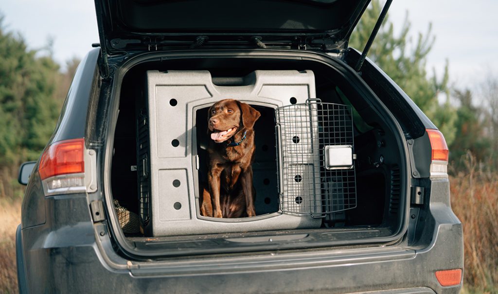 A lab sits in its 2D Side Entry kennel.