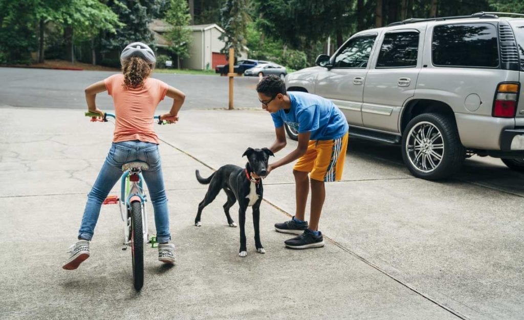 kids stop a dog from running into the street.