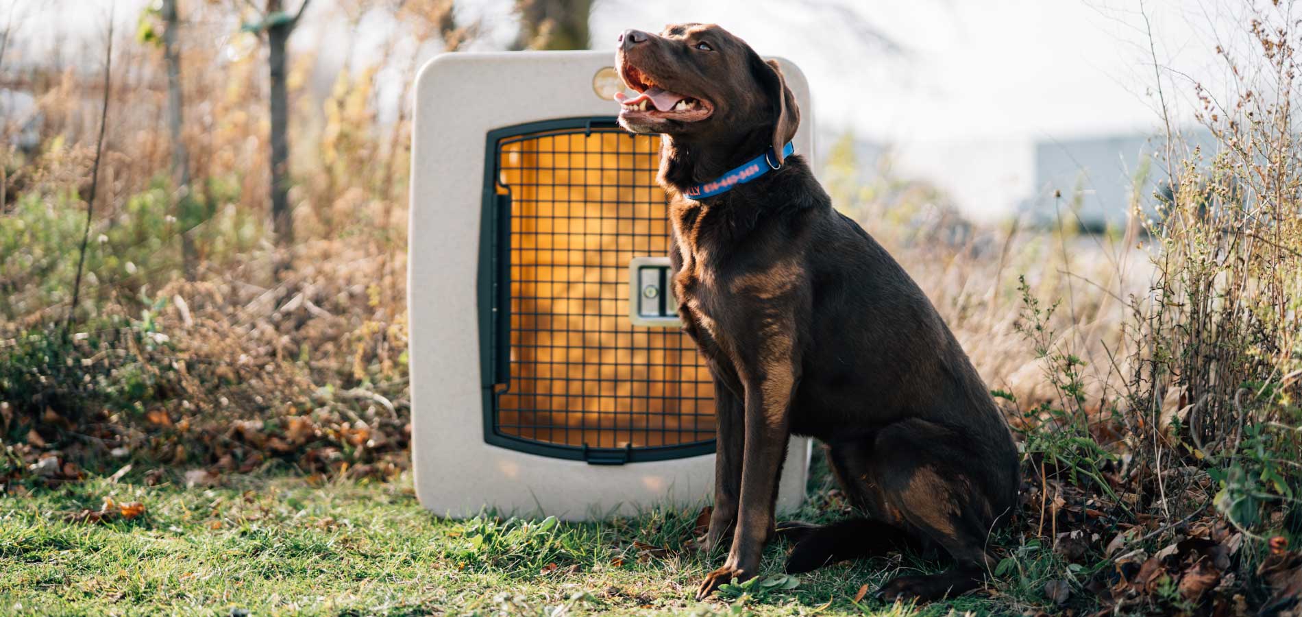 a Labrador retriever sits next to a Dakota 283 kennel in the Spring