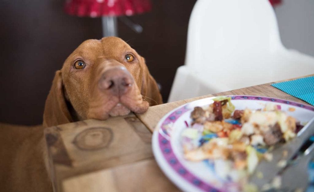 a dog begs for food at a dinner table