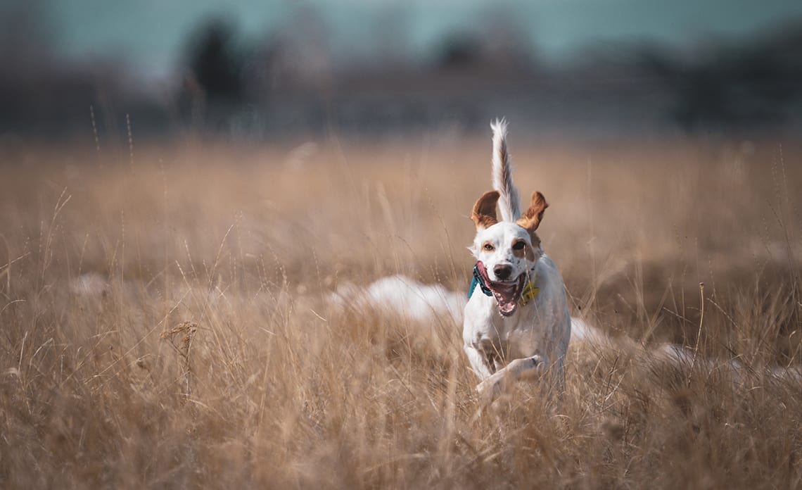 A hunting dog runs through a grass field.