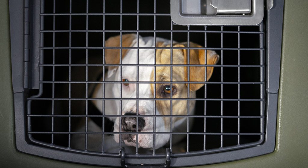 A pitbull mix rests in her G3 Large Frame kennel.