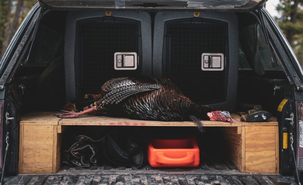 A dead turkey rests in the back of a truck.
