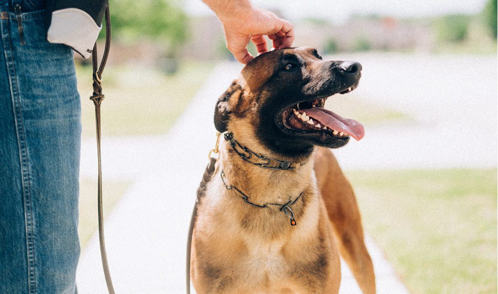 Belgian Malinois with its tongue out
