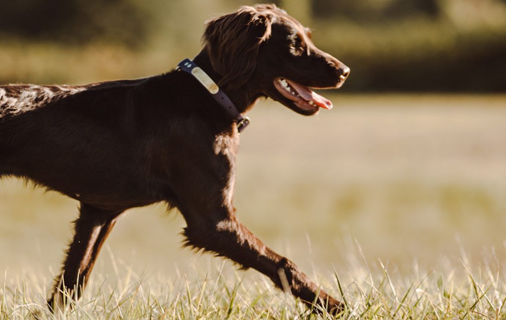 Dog running in a field