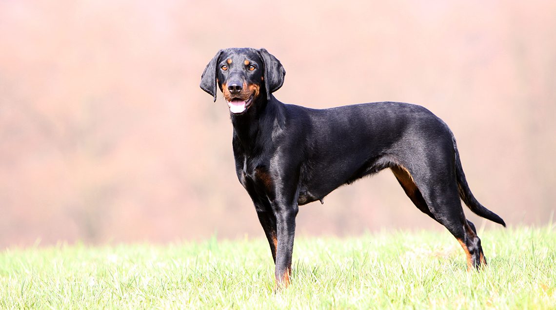 A brandlbracke stands in a field.