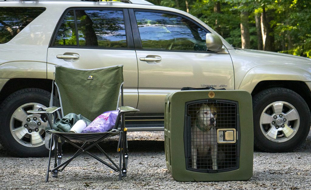 An American Pitbull mix sits in her Dakota 283 G3 Large Kennel.