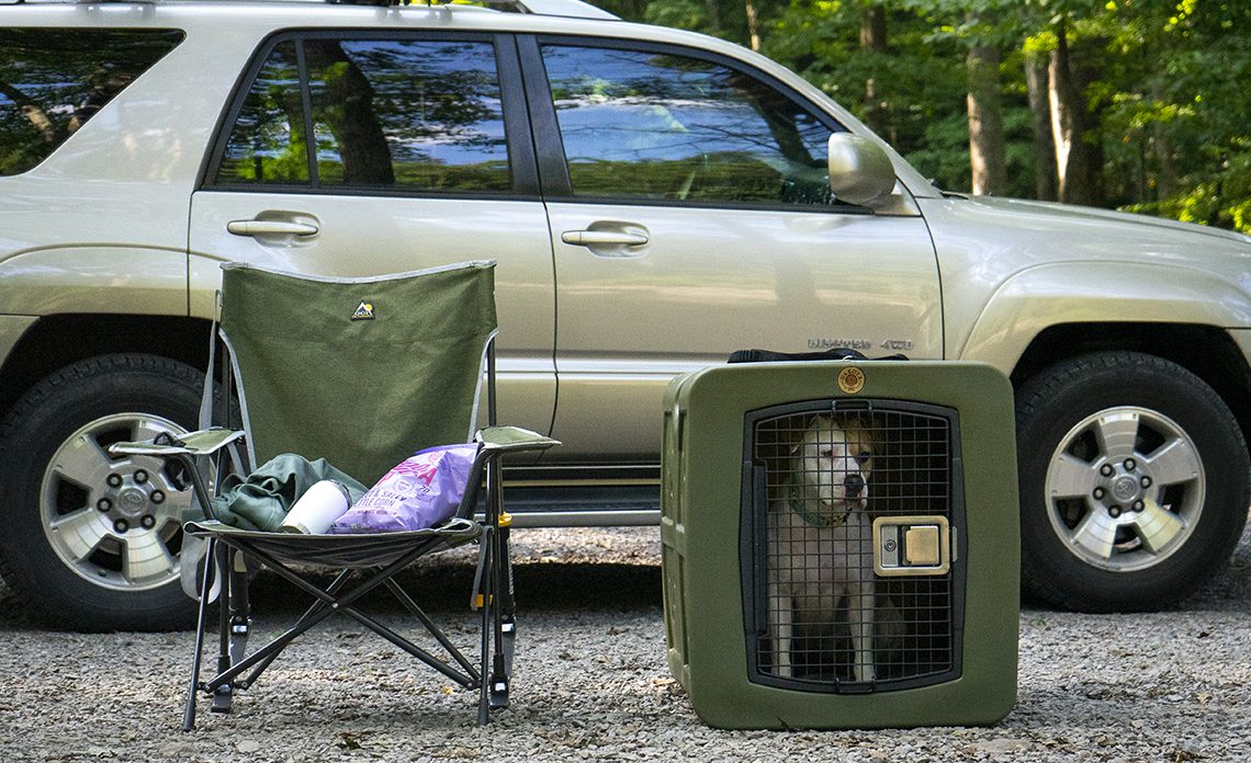 An American Pitbull mix sits in her Dakota 283 G3 Large Kennel.