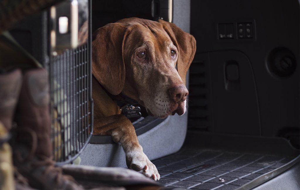 A vizsla lays in his kennel.
