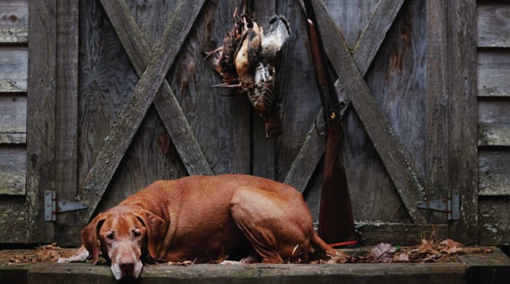 Hunter the Vizsla rests under a grouse and woodcock he pointed.