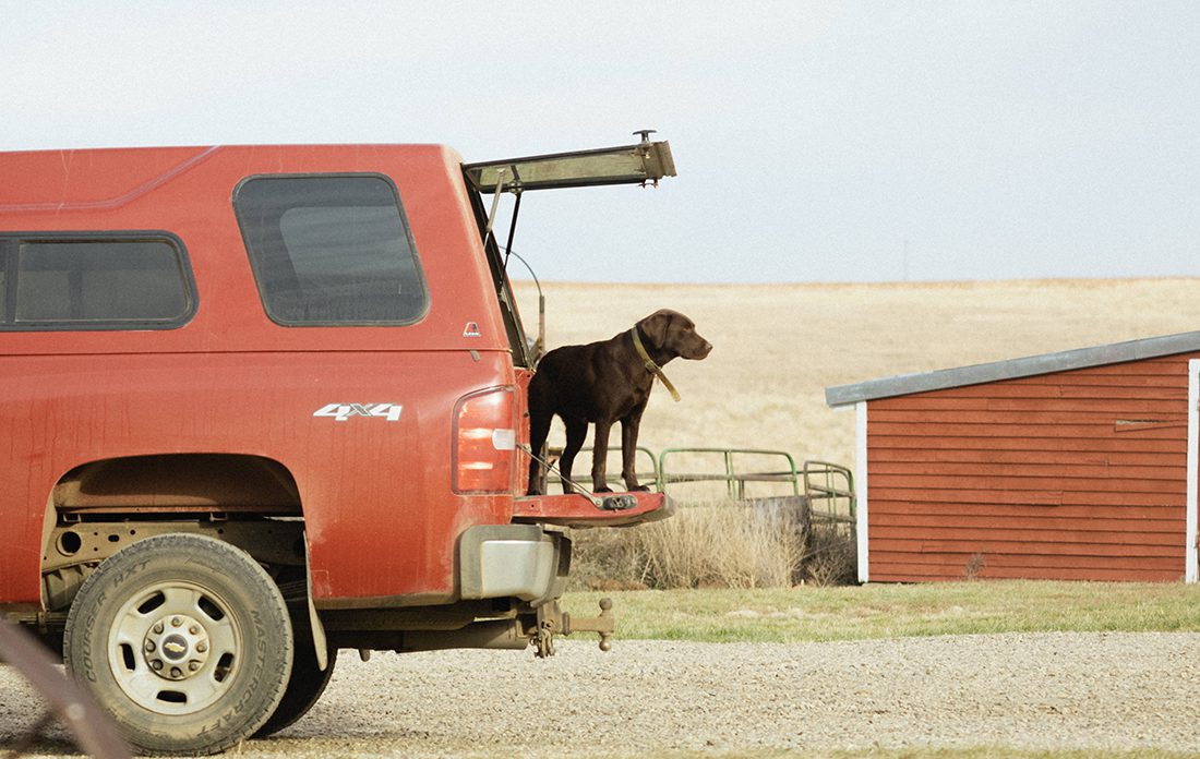Dog ready for an adventure in the back of a pickup