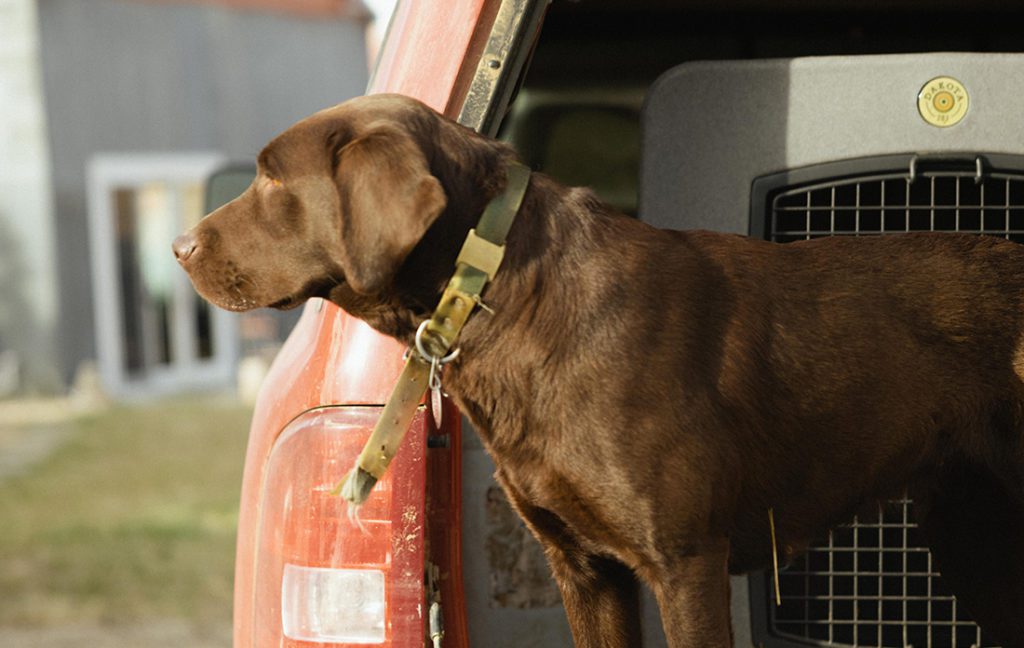 G3 Kennel