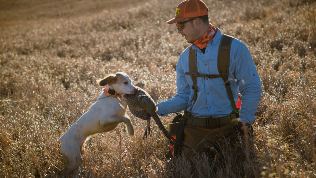 Nick Larson takes a pheasant from his dog.
