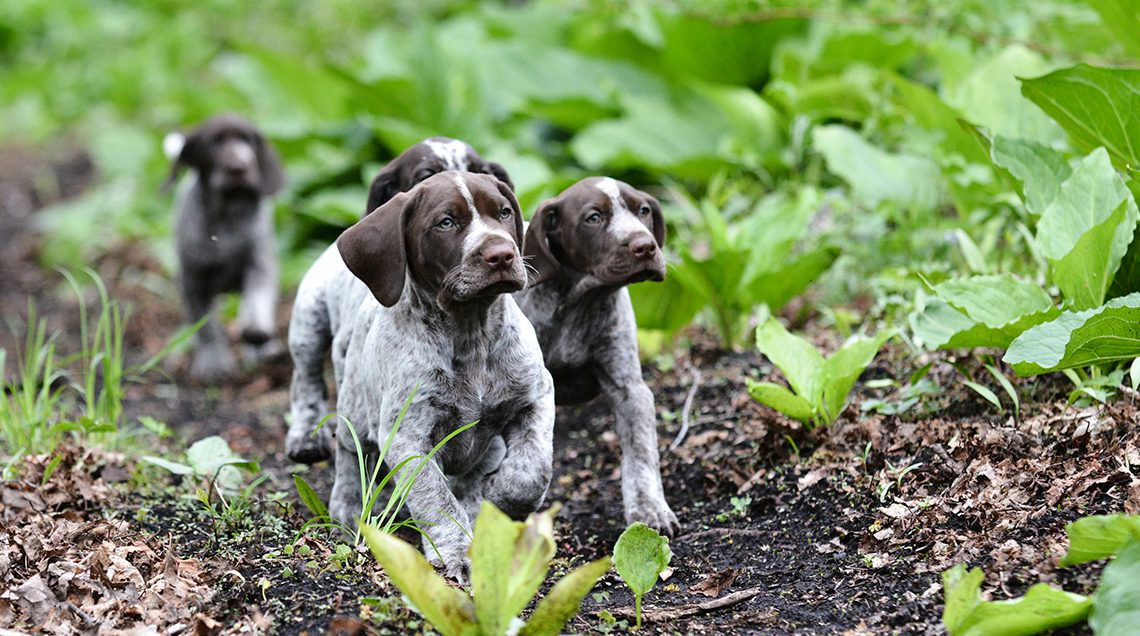 German shorthaired puppies run through a field.