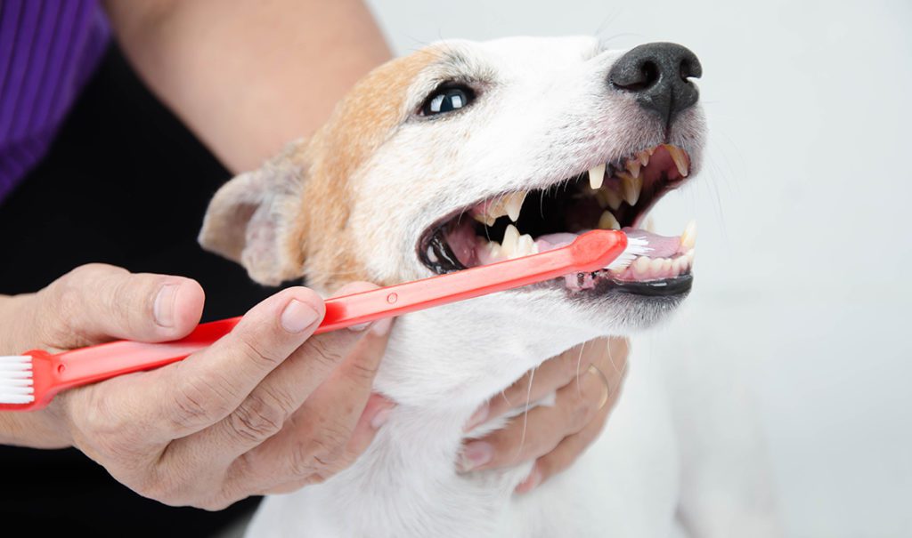 A dog owner brushes their dog's teeth.