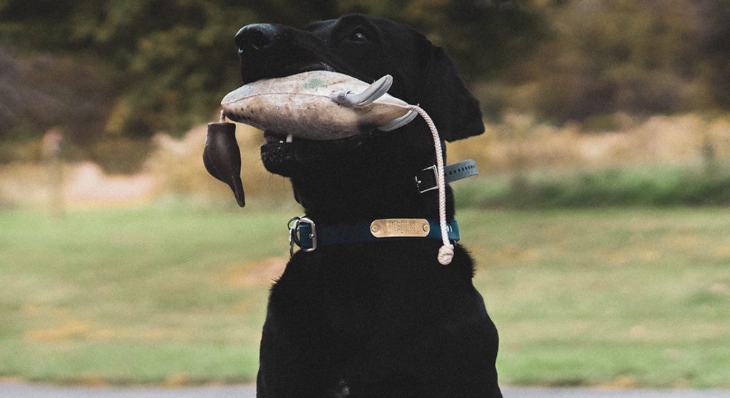 A black lab holds his bumper.