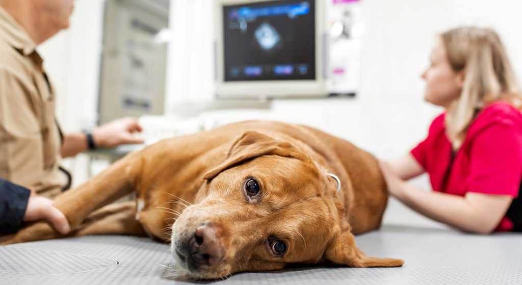 A veterinarian looks at an ultrasound of a dog.