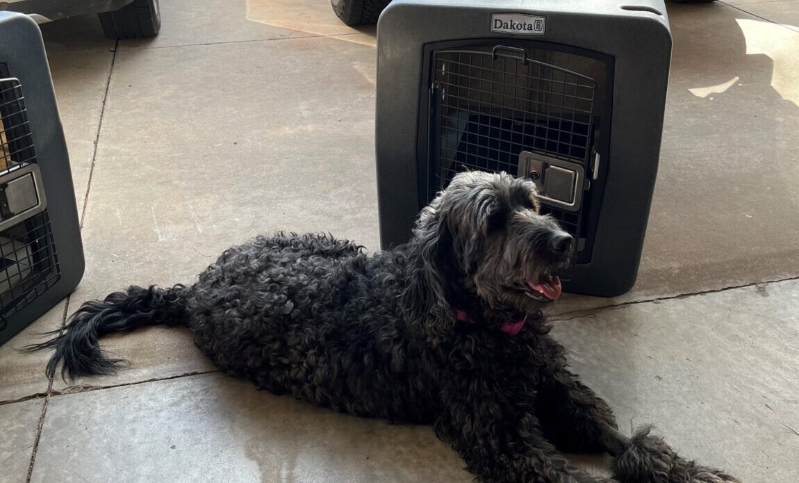 Miracle the Labradoodle with Kennel