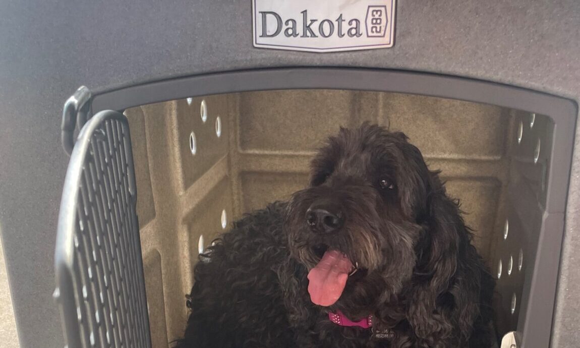 Miracle the Labradoodle in Kennel