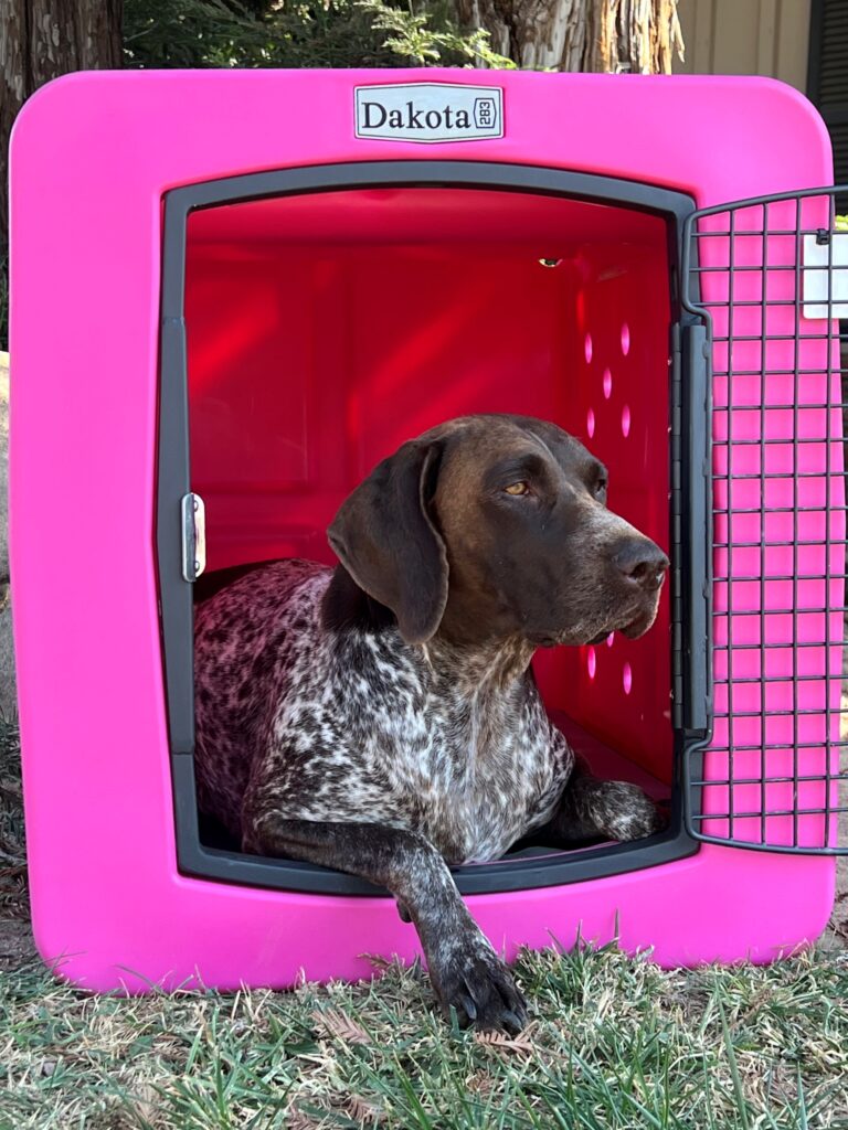 Alice the GSP in her pink kennel