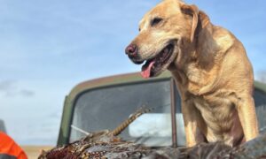 Hunting Dogs as Conservation Allies