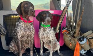 Off-Season Training for Your Hunting Dog